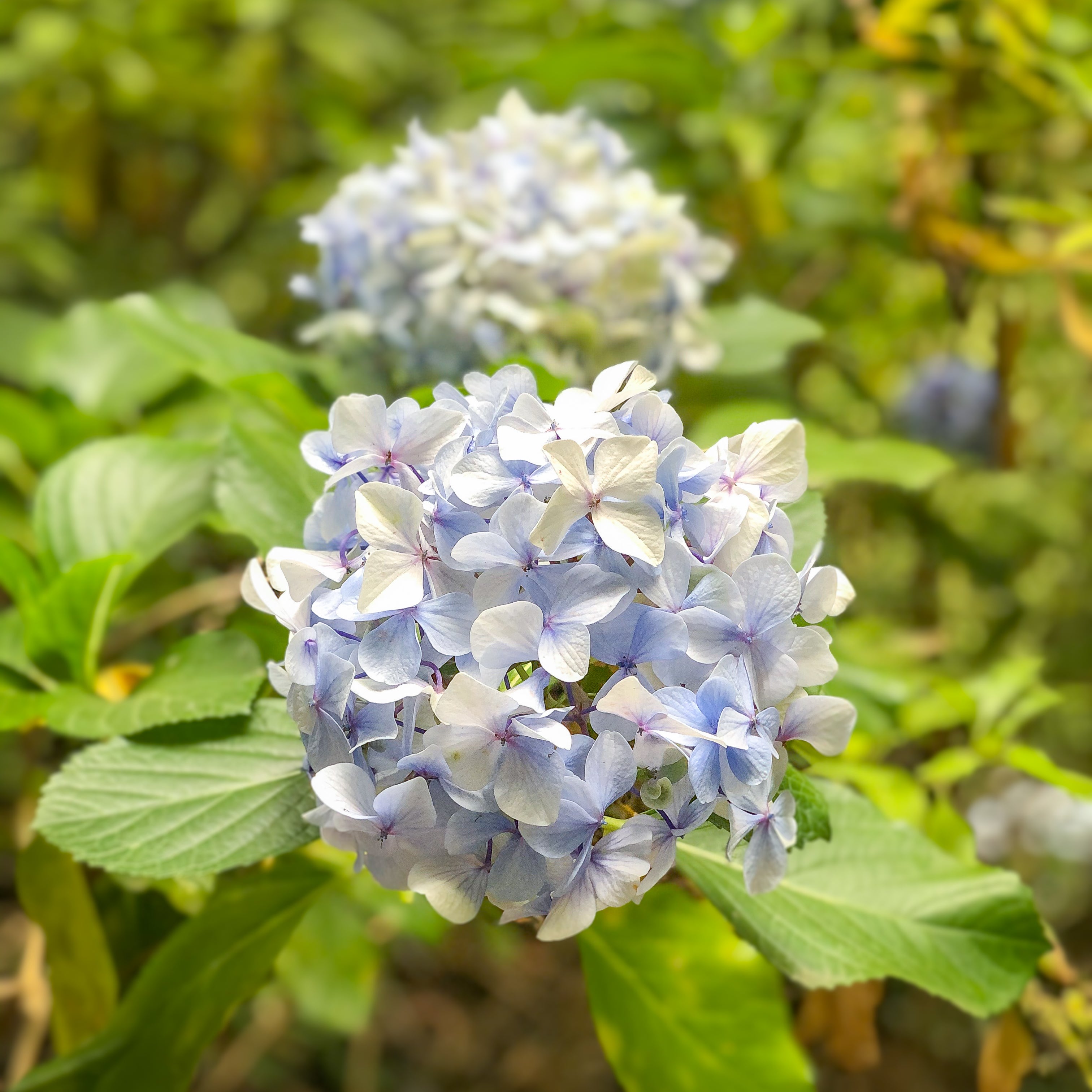 HORTENSIA AZUL. La frescura eterna