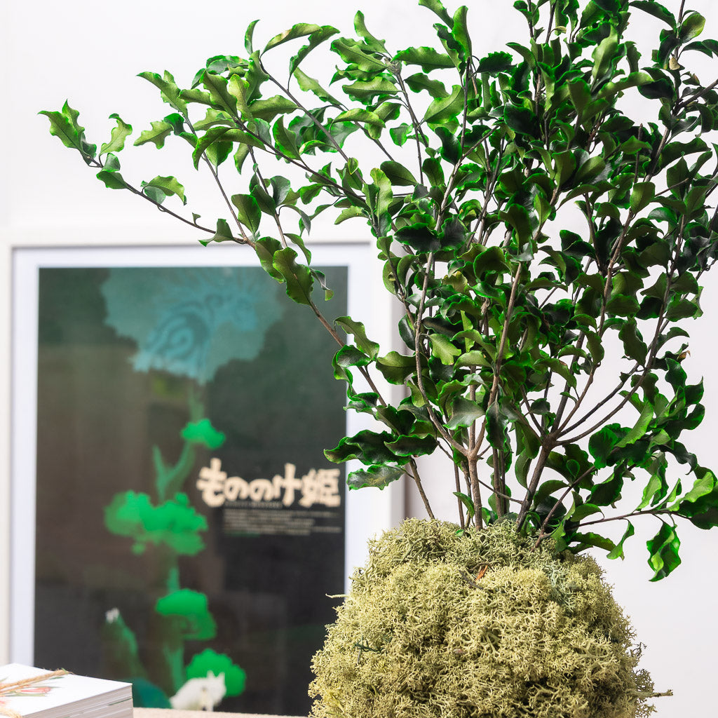 kokedama eterno de verdes preservados