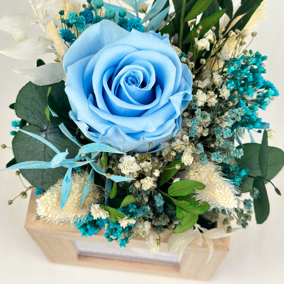 rosa azul preservada azul celeste