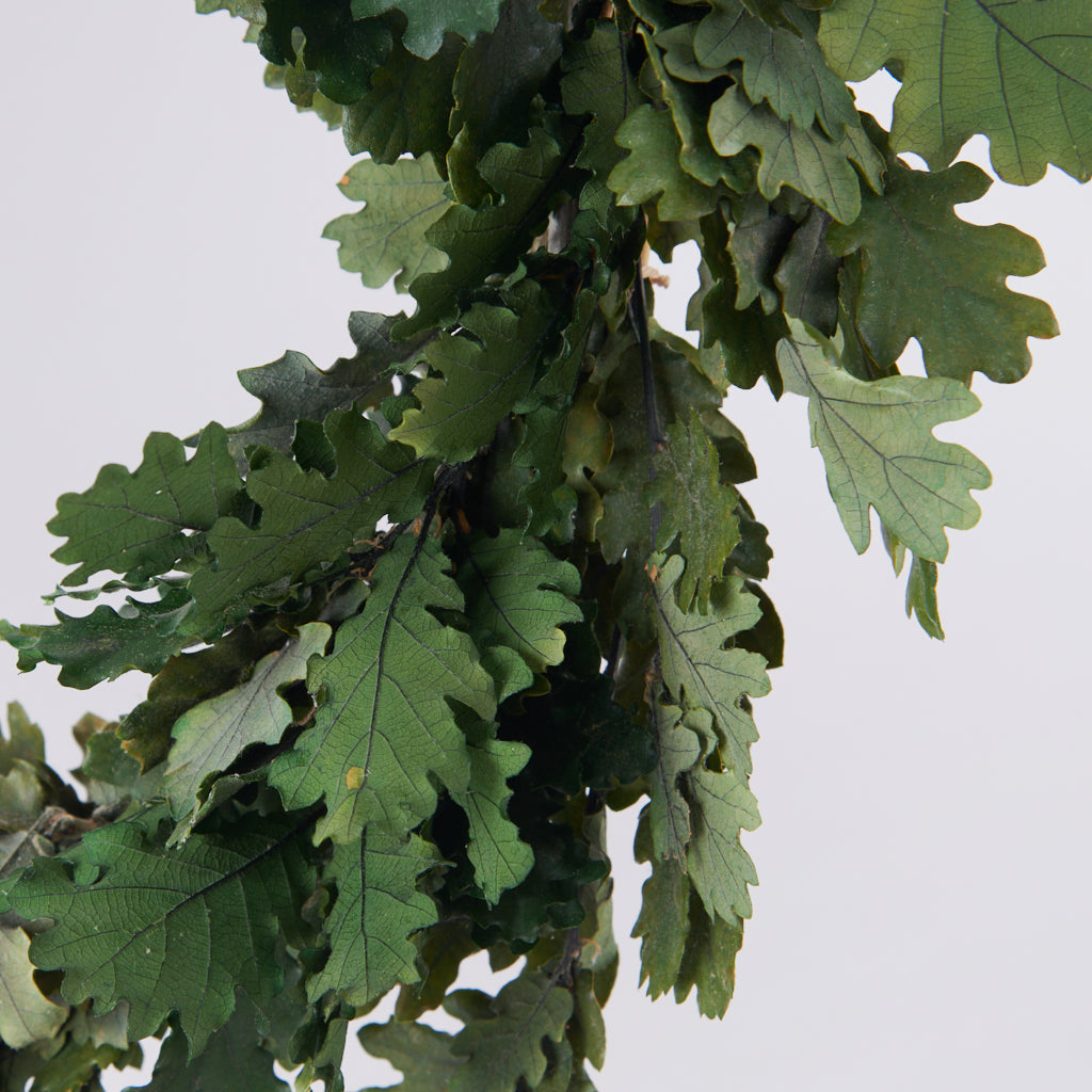 corona de roble preservado