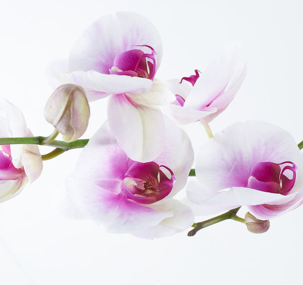 TODO SOBRE MIS PLANTAS. Orquídeas Phalaenopsis