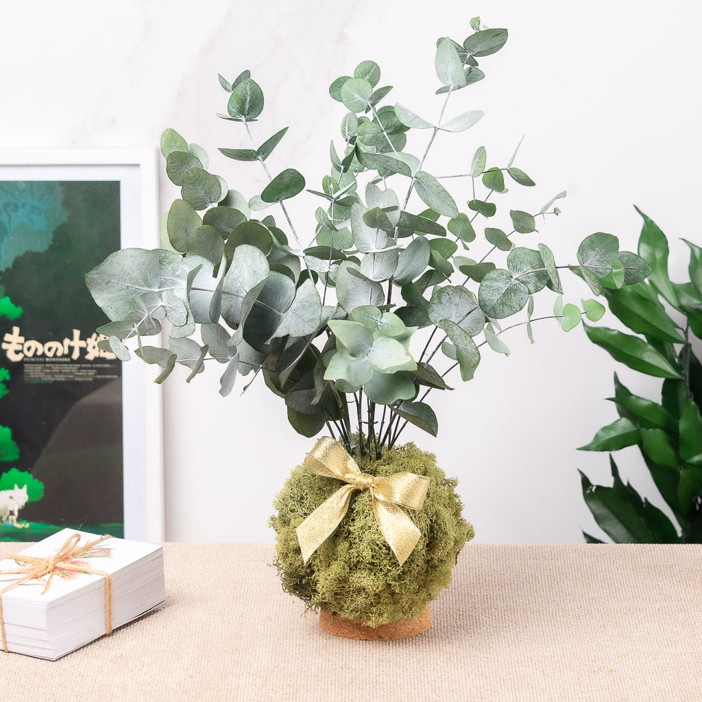 Kokedama eterno de eucalipto