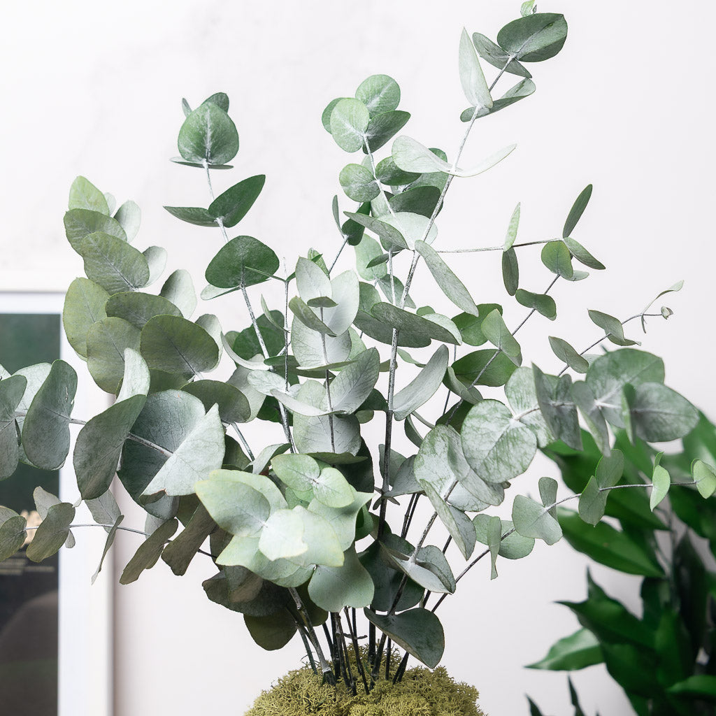 Kokedama eterno de eucalipto