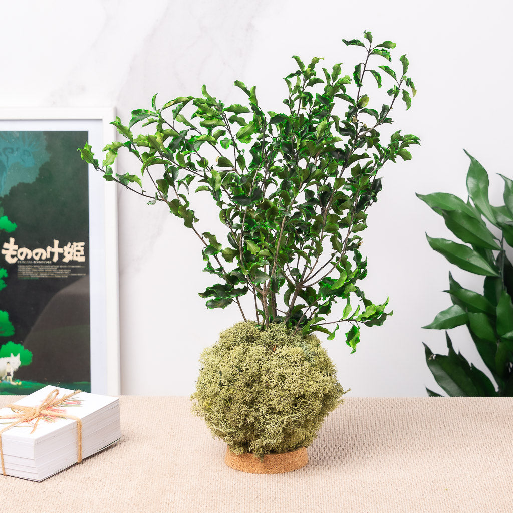 kokedama eterno de verdes preservados