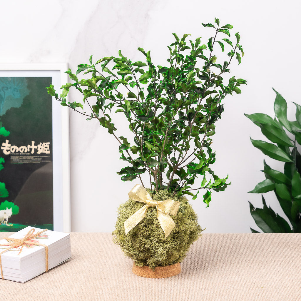 kokedama eterno de verdes preservados