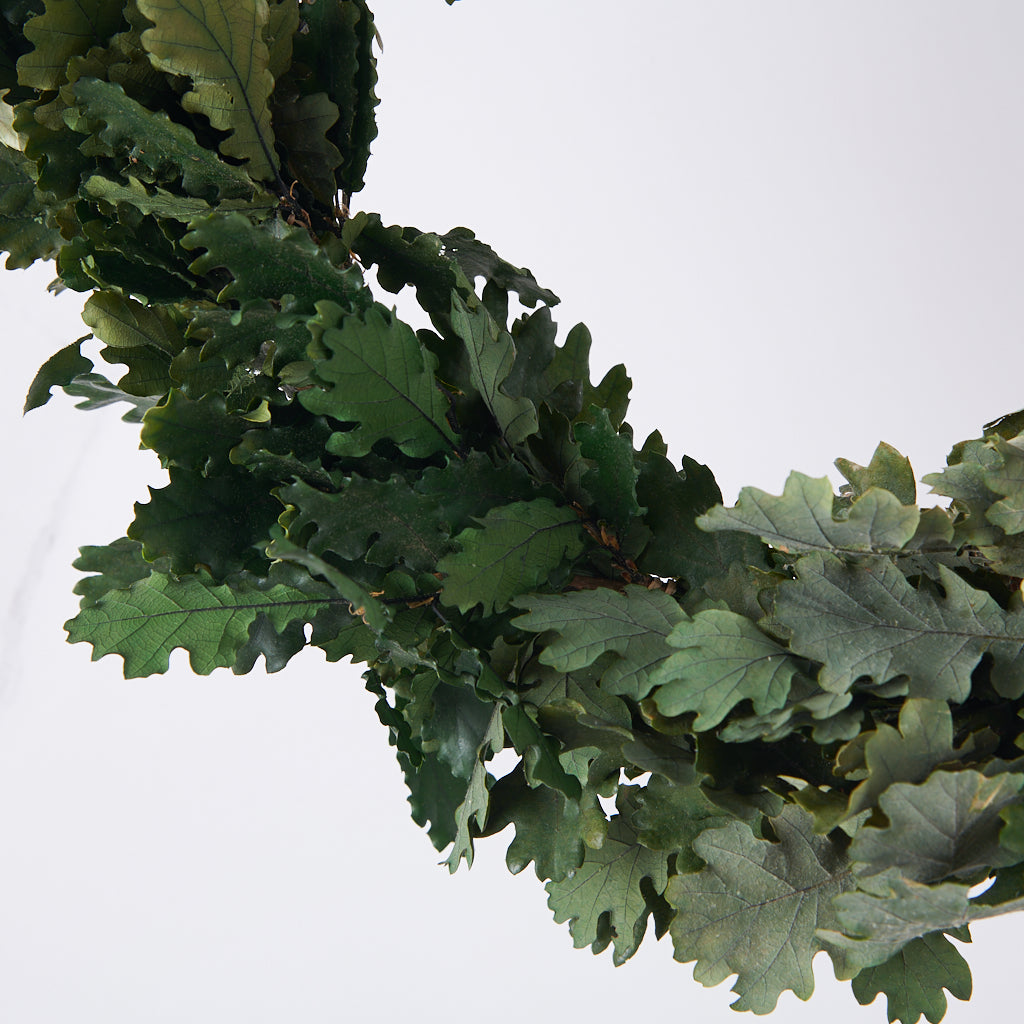 corona de roble preservado