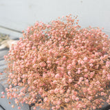 Manojito de Gypsophilla rosa