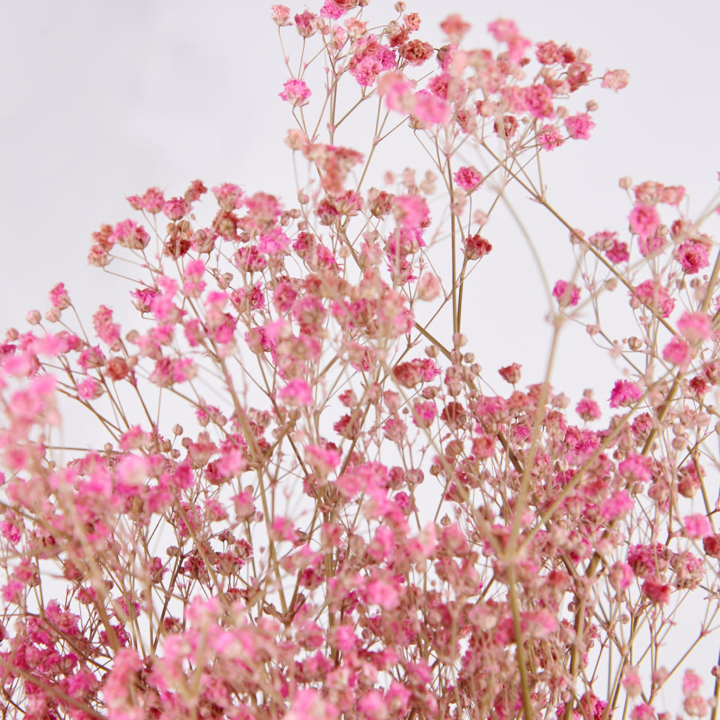detalle de flor de paniculata preservada gypsophilla rosa