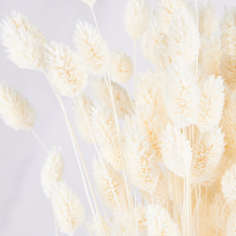 Detalle de phalaris blanco preservado