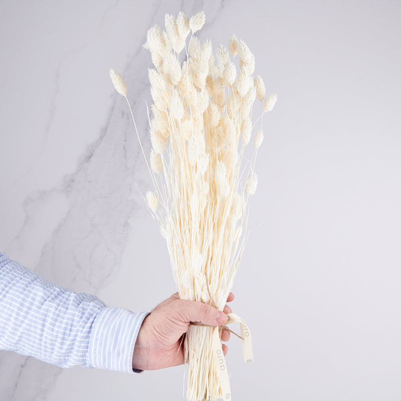 manojitop de espiga de phalaris blanco seco blanco
