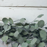 detalle de eucaliptus preservado
