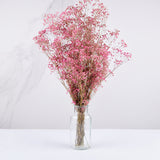 gypsophilla rosa preservada en jarrón de cristal curie